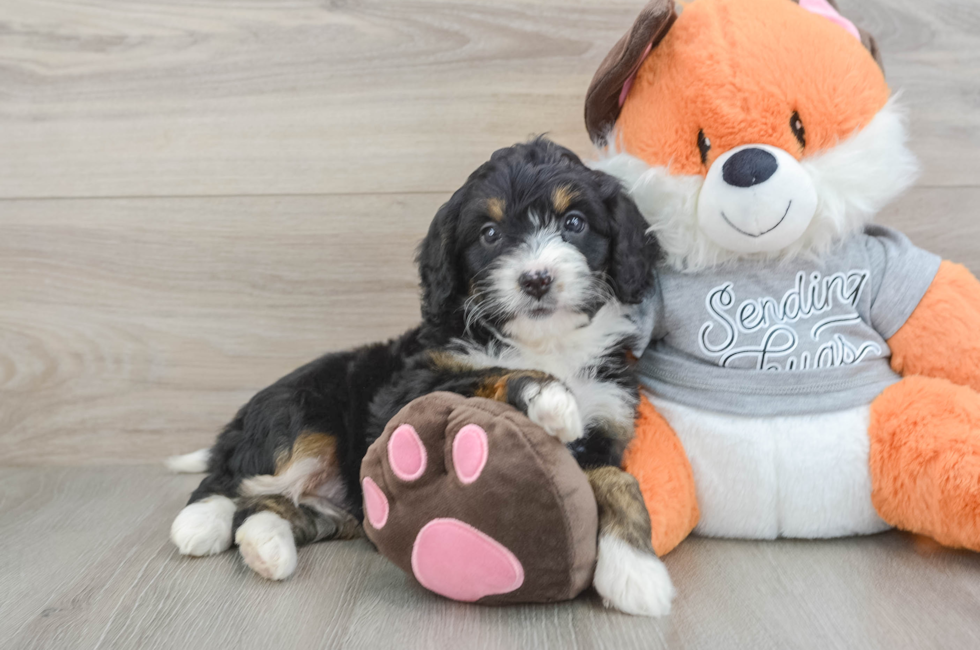 7 week old Mini Bernedoodle Puppy For Sale - Seaside Pups