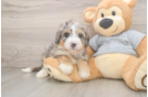 Adorable Mini Bernadoodle Poodle Mix Puppy