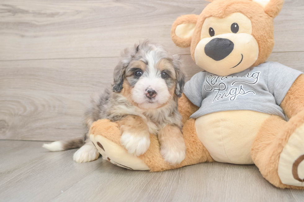 Adorable Mini Bernadoodle Poodle Mix Puppy