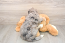 Best Mini Bernedoodle Baby