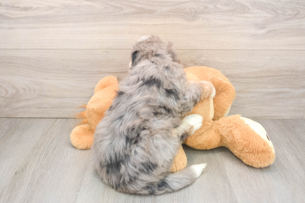 Best Mini Bernedoodle Baby