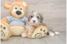 Mini Bernedoodle Pup Being Cute