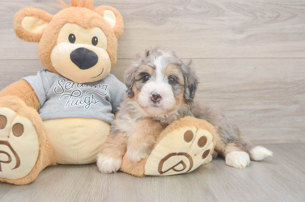 5 week old Mini Bernedoodle Puppy For Sale - Seaside Pups