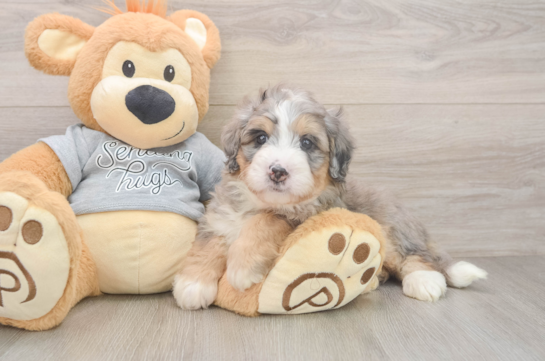 Mini Bernedoodle Pup Being Cute