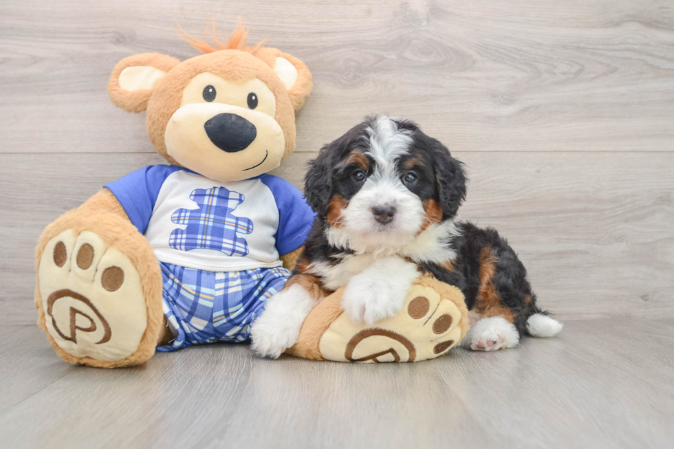 Best Mini Bernedoodle Baby
