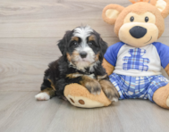 7 week old Mini Bernedoodle Puppy For Sale - Seaside Pups