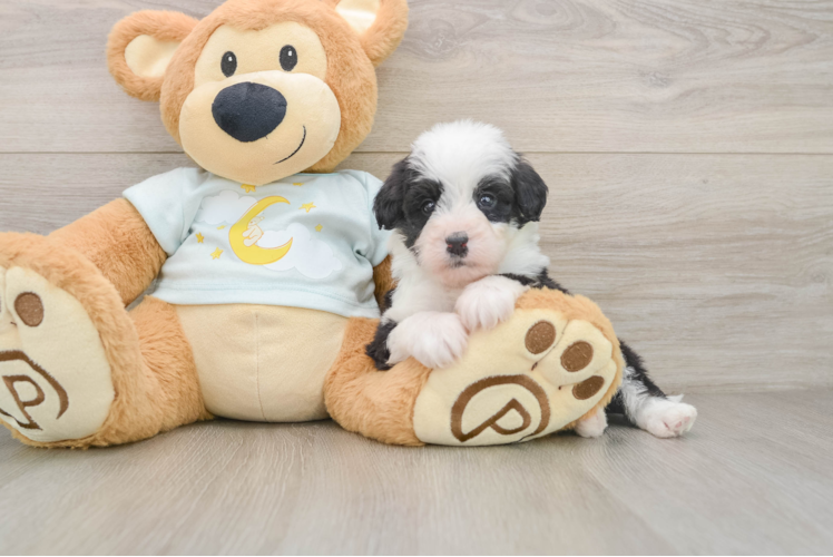 Popular Mini Bernedoodle Poodle Mix Pup