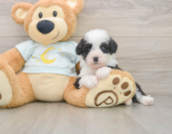 7 week old Mini Bernedoodle Puppy For Sale - Seaside Pups