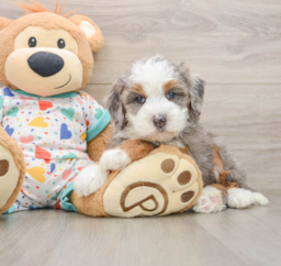 5 week old Mini Bernedoodle Puppy For Sale - Seaside Pups