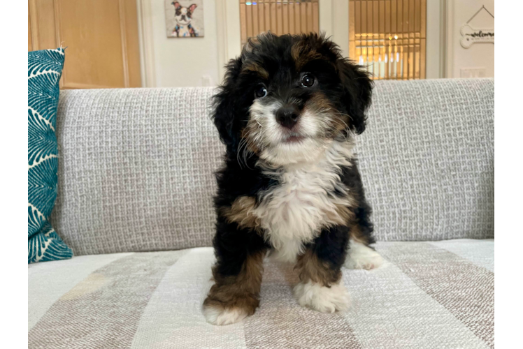 Cute Mini Bernedoodle Poodle Mix Pup