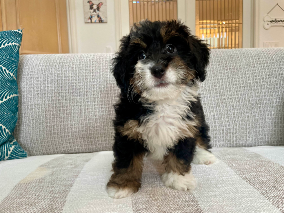 Cute Mini Bernedoodle Poodle Mix Pup