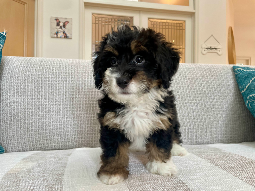 Cute Mini Bernepoo Poodle Mix Puppy