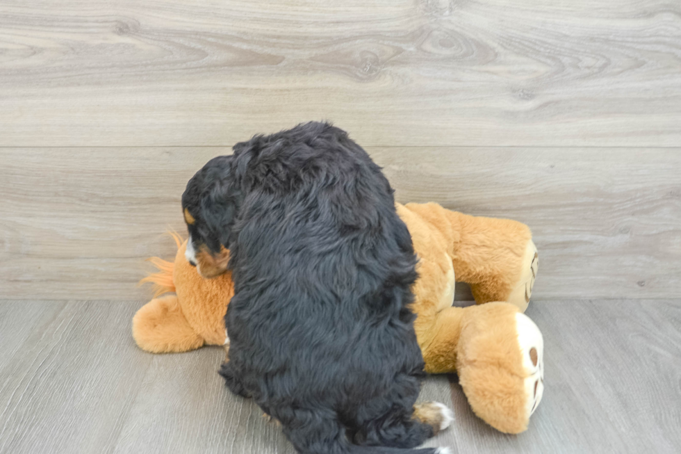 Friendly Mini Bernedoodle Baby