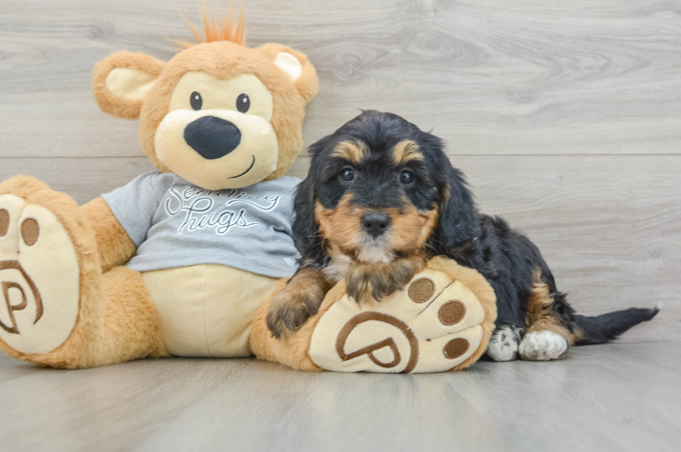 8 week old Mini Bernedoodle Puppy For Sale - Seaside Pups