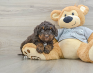 8 week old Mini Bernedoodle Puppy For Sale - Seaside Pups
