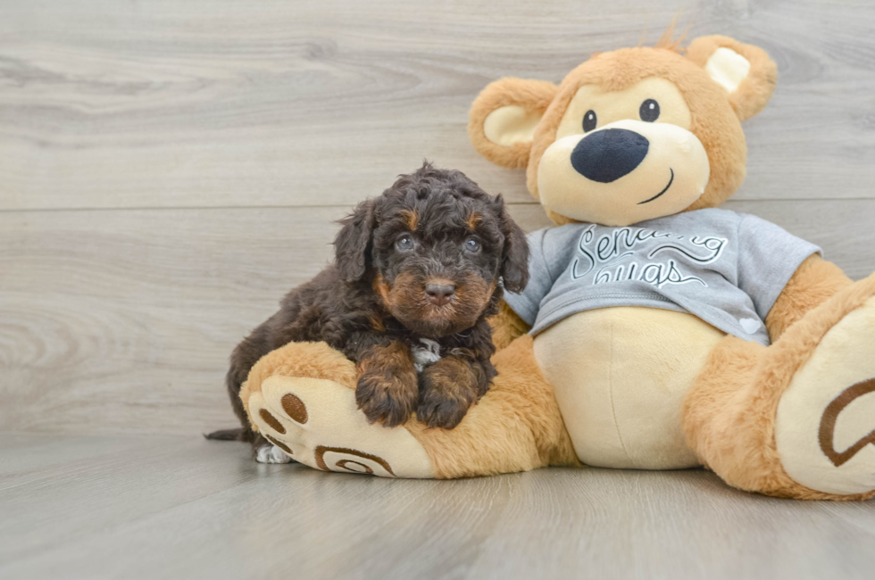 6 week old Mini Bernedoodle Puppy For Sale - Seaside Pups