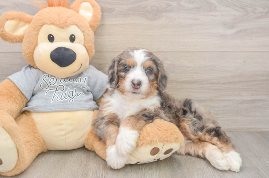 Mini Bernedoodle Pup Being Cute