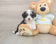 7 week old Mini Bernedoodle Puppy For Sale - Seaside Pups