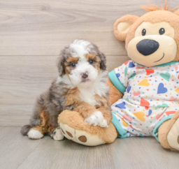 5 week old Mini Bernedoodle Puppy For Sale - Seaside Pups