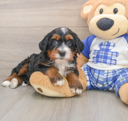 6 week old Mini Bernedoodle Puppy For Sale - Seaside Pups
