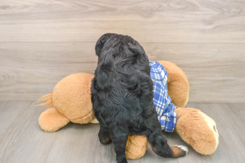 Popular Mini Bernedoodle Poodle Mix Pup