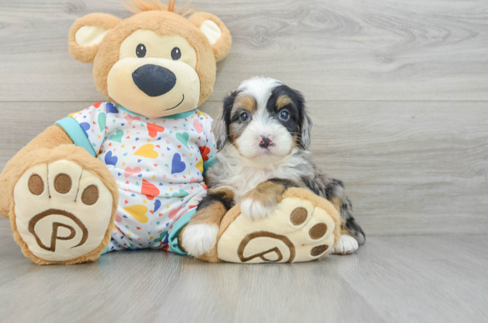 6 week old Mini Bernedoodle Puppy For Sale - Seaside Pups