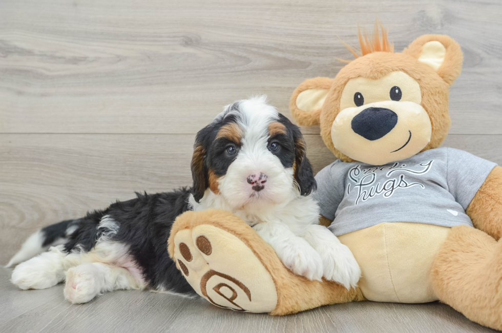 8 week old Mini Bernedoodle Puppy For Sale - Seaside Pups