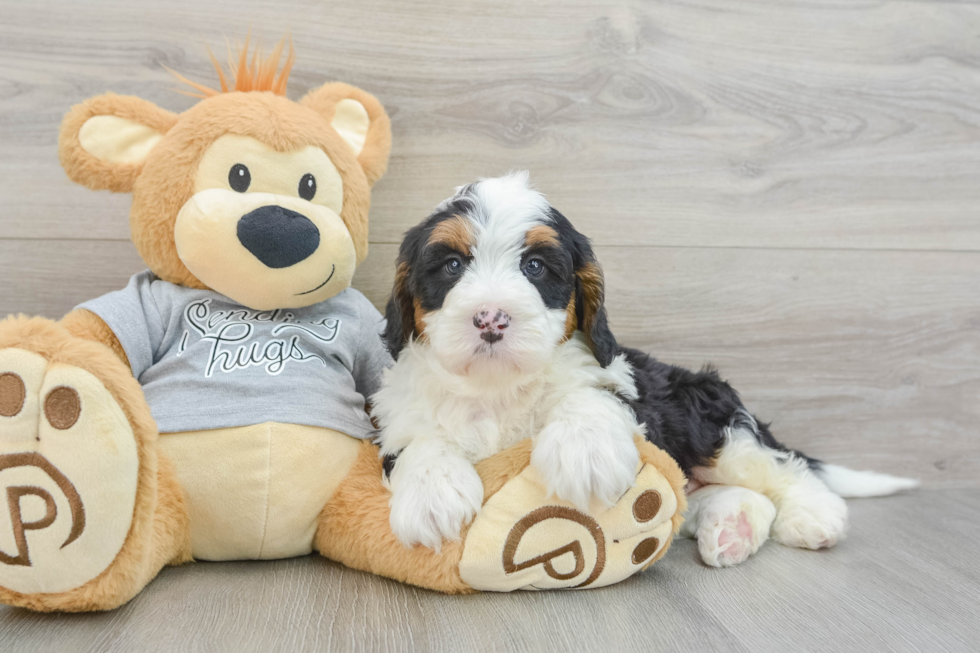 Fluffy Mini Bernedoodle Poodle Mix Pup