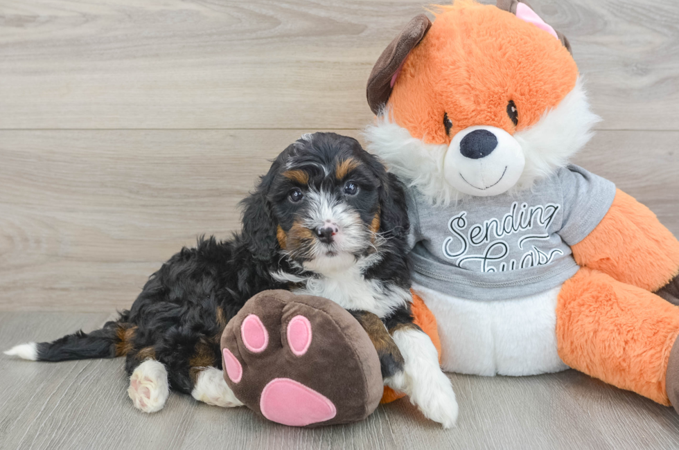 7 week old Mini Bernedoodle Puppy For Sale - Seaside Pups