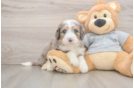 Fluffy Mini Bernedoodle Poodle Mix Pup