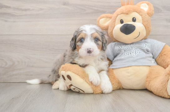 Fluffy Mini Bernedoodle Poodle Mix Pup