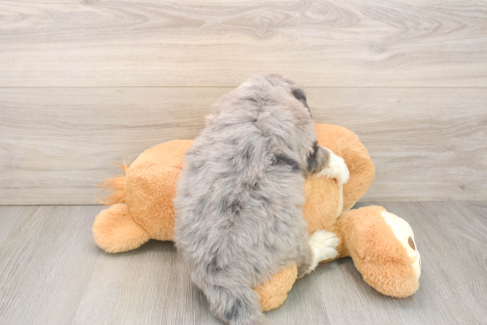 Hypoallergenic Mini Bernese Poodle Poodle Mix Puppy