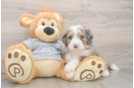 Best Mini Bernedoodle Baby