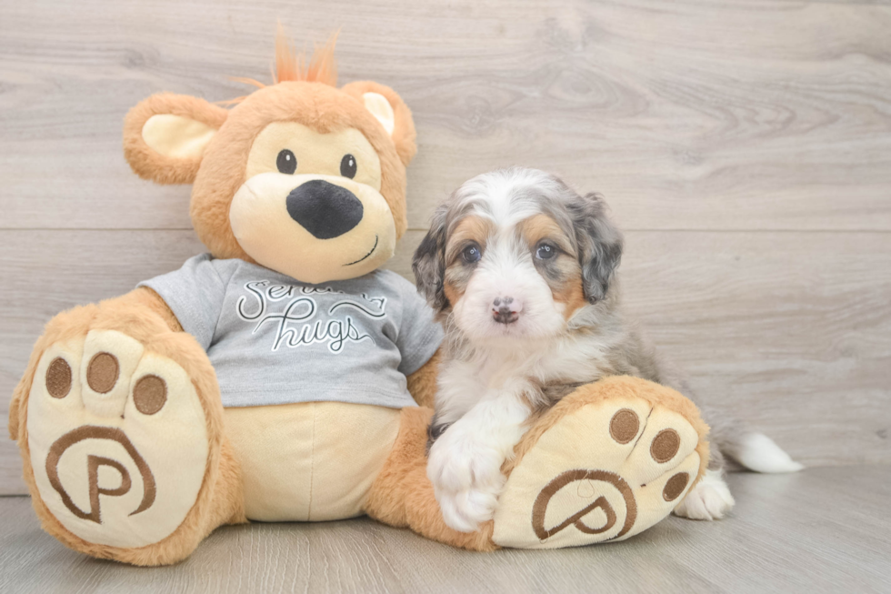 Best Mini Bernedoodle Baby