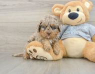 8 week old Mini Bernedoodle Puppy For Sale - Seaside Pups