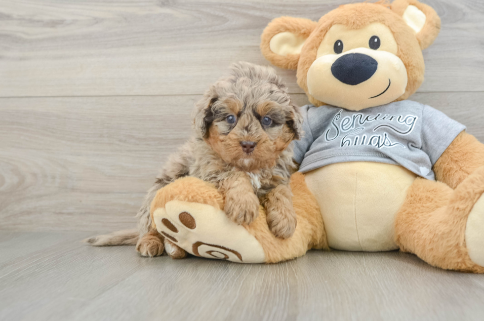 6 week old Mini Bernedoodle Puppy For Sale - Seaside Pups