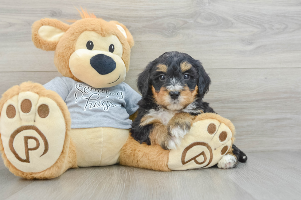 Mini Bernedoodle Puppy for Adoption