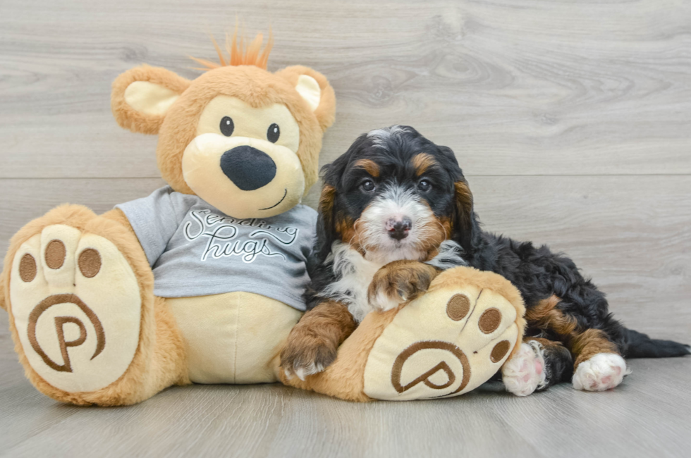 8 week old Mini Bernedoodle Puppy For Sale - Seaside Pups