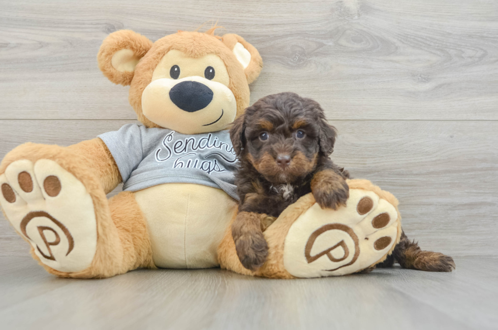 6 week old Mini Bernedoodle Puppy For Sale - Seaside Pups