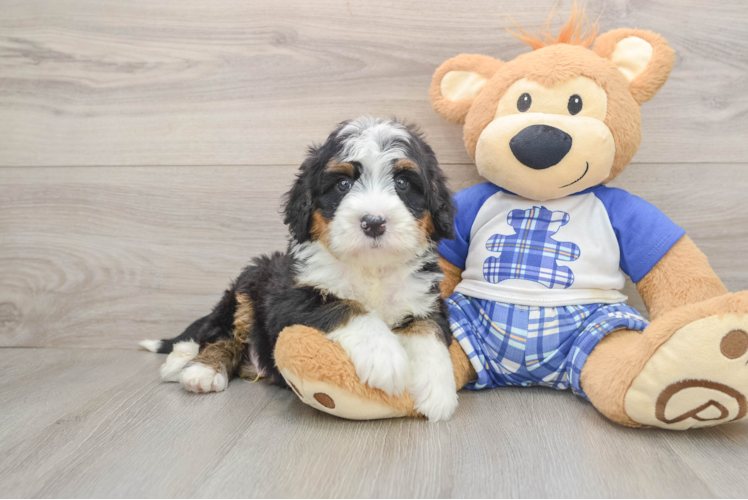 Mini Bernedoodle Pup Being Cute