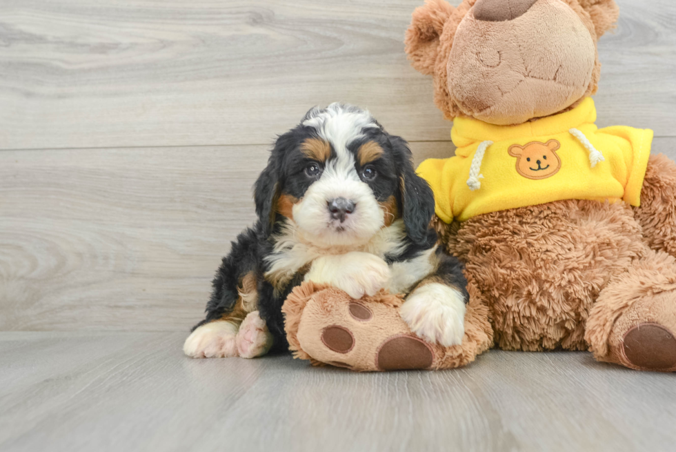 Little Mini Bernepoo Poodle Mix Puppy