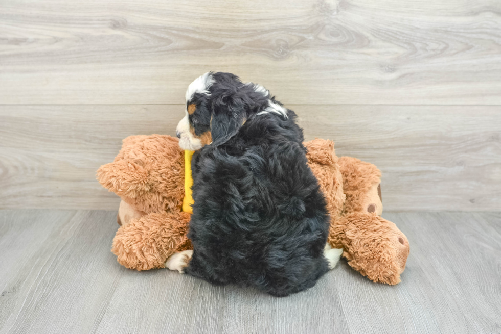 Friendly Mini Bernedoodle Baby