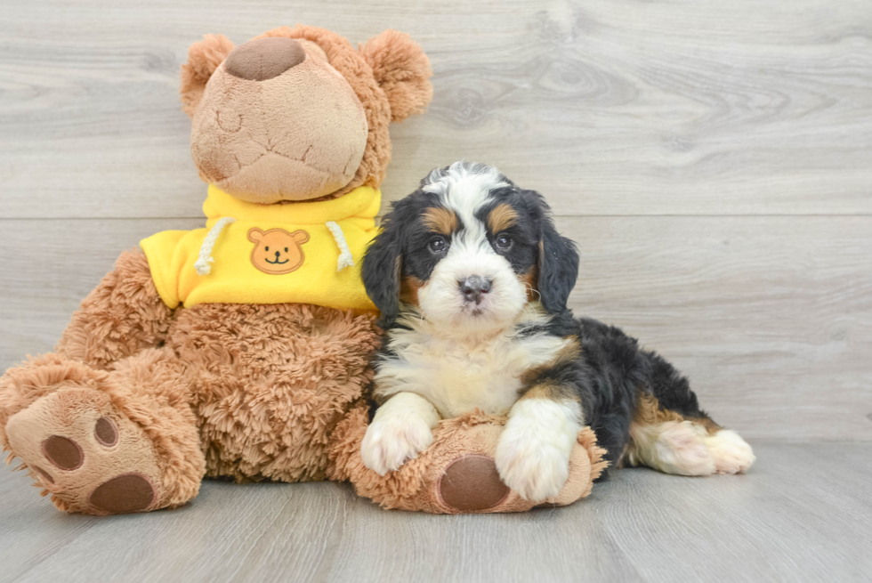 Hypoallergenic Mini Bernese Poodle Poodle Mix Puppy
