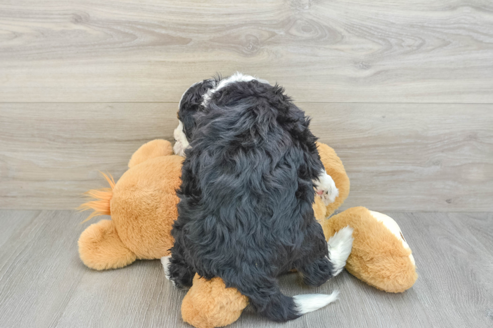 Adorable Mini Berniedoodle Poodle Mix Puppy