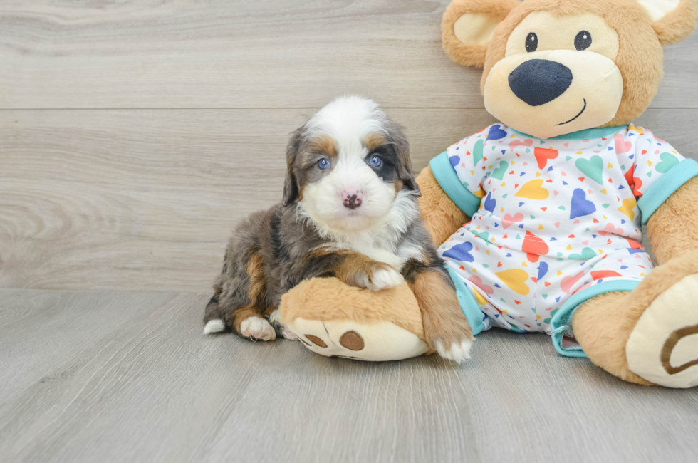 6 week old Mini Bernedoodle Puppy For Sale - Seaside Pups