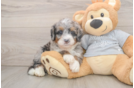 Fluffy Mini Bernedoodle Poodle Mix Pup