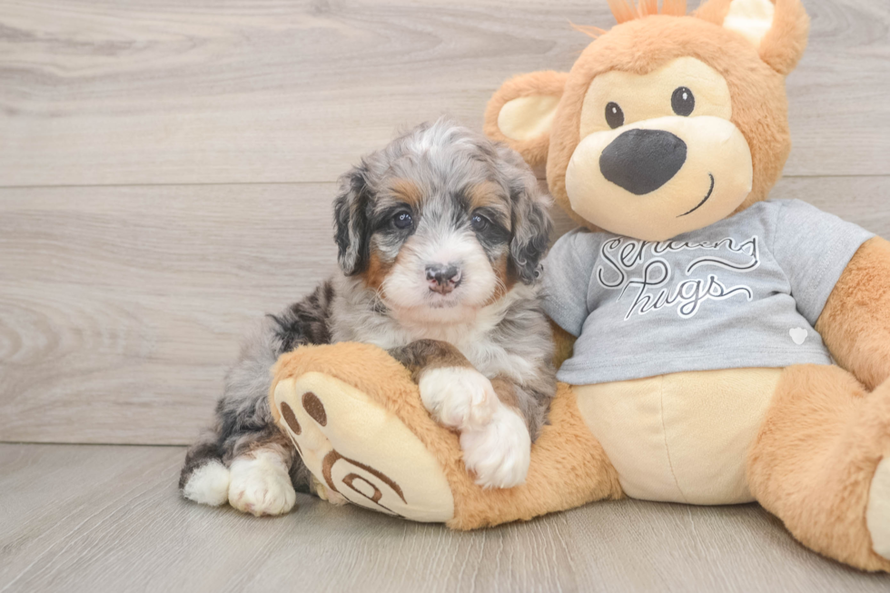 Fluffy Mini Bernedoodle Poodle Mix Pup