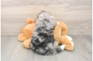 Hypoallergenic Bernadoodle Poodle Mix Puppy