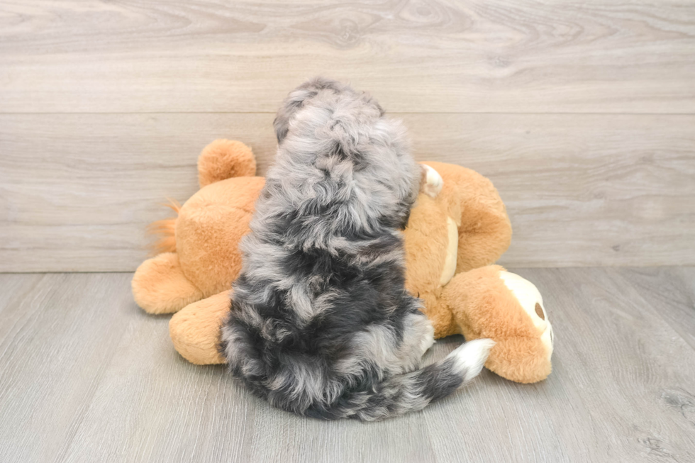 Hypoallergenic Bernadoodle Poodle Mix Puppy