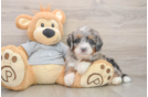 Friendly Mini Bernedoodle Baby